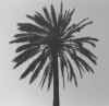 PALM.jpg (29759 bytes)