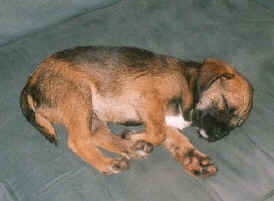 Dreaming Derek