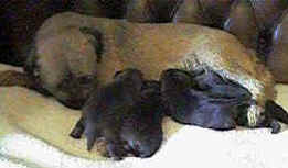 Agnes and pups