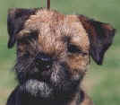 Border Terrier Webring