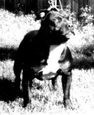 Ch. Jolihem El Toro