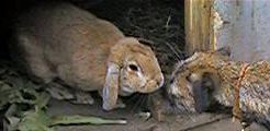 Bunny & Cahrlie