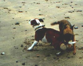 Nancy & Barney on the beech