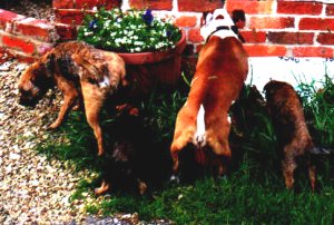 Barney, Gnasher, Nancy & Agnes